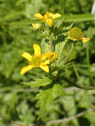 Rosacées de la forêt Boréale (Plantes Herbacées et Arbustres)